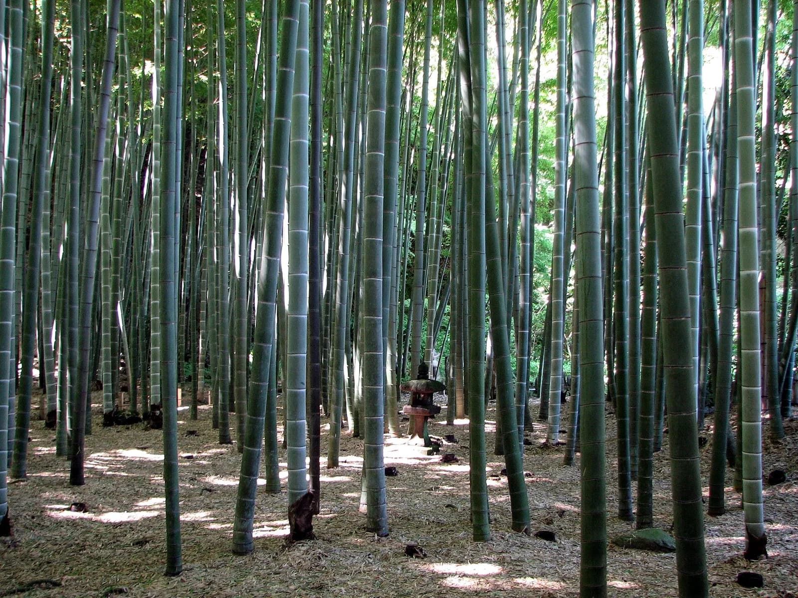Hōkoku-ji (Bamboo Temple)