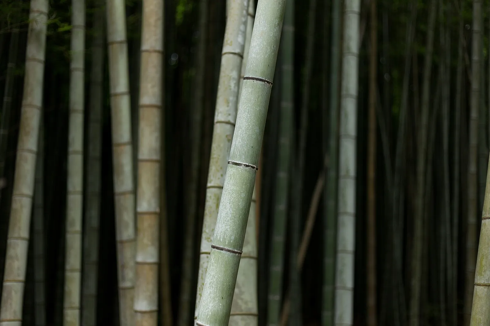 Arashiyama Bamboo Grove